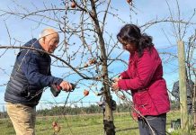 INIA Quilamapu capacitó a 150 agricultores de Ñuble en técnicas de poda e injertación de frutales INIA Quilamapu capacitó a 150 agricultores de Ñuble en técnicas de poda e injertación de frutales
