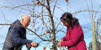 INIA Quilamapu capacitó a 150 agricultores de Ñuble en técnicas de poda e injertación de frutales INIA Quilamapu capacitó a 150 agricultores de Ñuble en técnicas de poda e injertación de frutales
