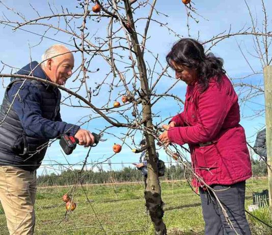 INIA Quilamapu capacitó a 150 agricultores de Ñuble en técnicas de poda e injertación de frutales INIA Quilamapu capacitó a 150 agricultores de Ñuble en técnicas de poda e injertación de frutales