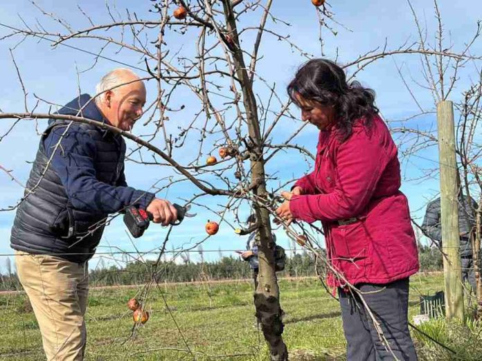 INIA Quilamapu capacitó a 150 agricultores de Ñuble en técnicas de poda e injertación de frutales INIA Quilamapu capacitó a 150 agricultores de Ñuble en técnicas de poda e injertación de frutales