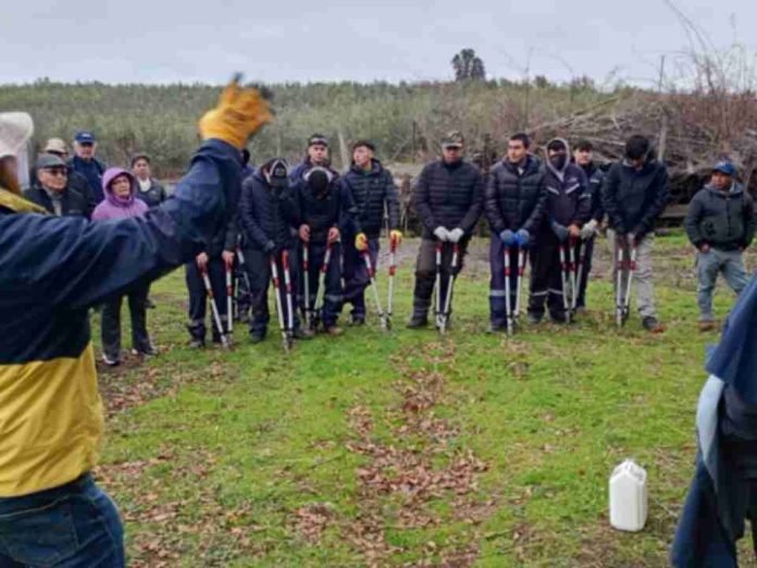 INIA y FIA fortalecen capacidades para el manejo del olivo con taller de poda en La Araucanía INIA y FIA fortalecen capacidades para el manejo del olivo con taller de poda en La Araucanía