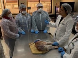 Productores de Los Lagos agregan valor a la carne ovina con elaboración de jamón serrano Productores de Los Lagos agregan valor a la carne ovina con elaboración de jamón serrano