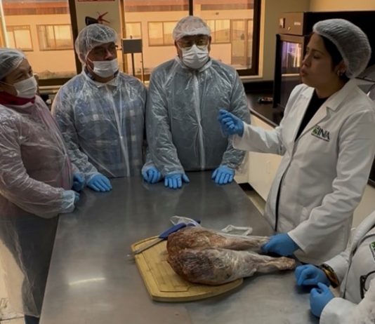 Productores de Los Lagos agregan valor a la carne ovina con elaboración de jamón serrano Productores de Los Lagos agregan valor a la carne ovina con elaboración de jamón serrano