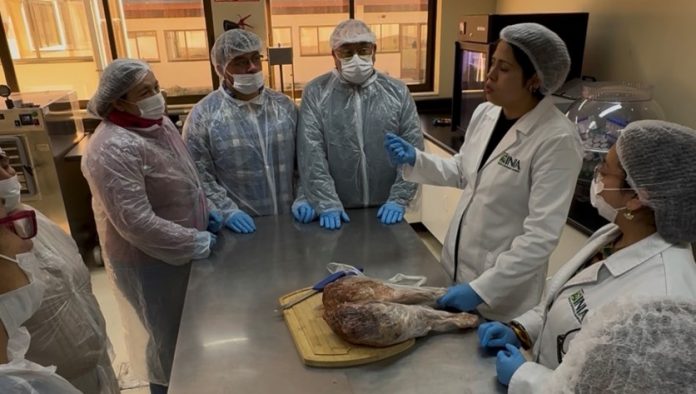 Imagen1-4 Productores de Los Lagos agregan valor a la carne ovina con elaboración de jamón serrano