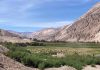 Impulsan producción y rescate de alfalfa Alta Sierra: una semilla ancestral que sustenta la ganadería del desierto de Chile Impulsan producción y rescate de alfalfa Alta Sierra una semilla ancestral que sustenta la ganadería del desierto de Chile