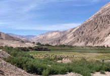 Impulsan producción y rescate de alfalfa Alta Sierra: una semilla ancestral que sustenta la ganadería del desierto de Chile Impulsan producción y rescate de alfalfa Alta Sierra una semilla ancestral que sustenta la ganadería del desierto de Chile
