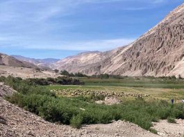 Impulsan producción y rescate de alfalfa Alta Sierra: una semilla ancestral que sustenta la ganadería del desierto de Chile Impulsan producción y rescate de alfalfa Alta Sierra una semilla ancestral que sustenta la ganadería del desierto de Chile