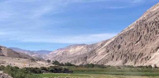 Impulsan producción y rescate de alfalfa Alta Sierra una semilla ancestral que sustenta la ganadería del desierto de Chile