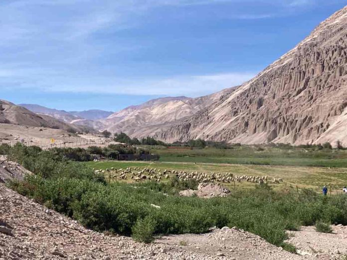 Impulsan producción y rescate de alfalfa Alta Sierra una semilla ancestral que sustenta la ganadería del desierto de Chile Impulsan producción y rescate de alfalfa Alta Sierra una semilla ancestral que sustenta la ganadería del desierto de Chile