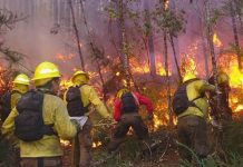 Incendios forestales: CONAF llama a la prevención frente al factor crítico del viento Incendios forestales: CONAF llama a la prevención frente al factor crítico del viento