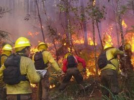 Incendios forestales: CONAF llama a la prevención frente al factor crítico del viento Incendios forestales: CONAF llama a la prevención frente al factor crítico del viento