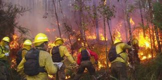 Incendios forestales: CONAF llama a la prevención frente al factor crítico del viento Incendios forestales: CONAF llama a la prevención frente al factor crítico del viento