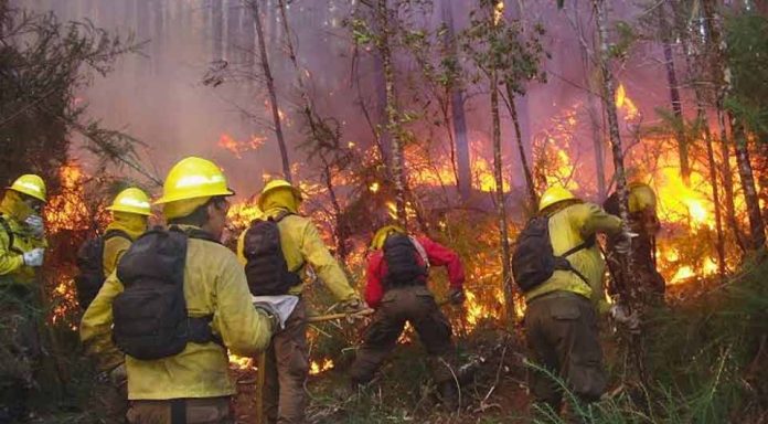 Incendios forestales: CONAF llama a la prevención frente al factor crítico del viento Incendios forestales: CONAF llama a la prevención frente al factor crítico del viento