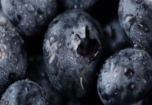 Ingreso de plantas chilenas de arándanos a Perú refuerza el valor del material vegetal y la sanidad Ingreso de plantas chilenas de arándanos a Perú refuerza el valor del material vegetal y la sanidad