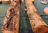 Investigadores de INIA desarrollan inoculante biológico para enfrentar hongos de la madera en árboles frutales Investigadores de INIA desarrollan inoculante biológico para enfrentar hongos de la madera en árboles frutales