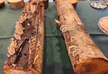 Investigadores de INIA desarrollan inoculante biológico para enfrentar hongos de la madera en árboles frutales Investigadores de INIA desarrollan inoculante biológico para enfrentar hongos de la madera en árboles frutales
