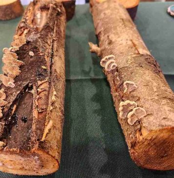 Investigadores de INIA desarrollan inoculante biológico para enfrentar hongos de la madera en árboles frutales Investigadores de INIA desarrollan inoculante biológico para enfrentar hongos de la madera en árboles frutales