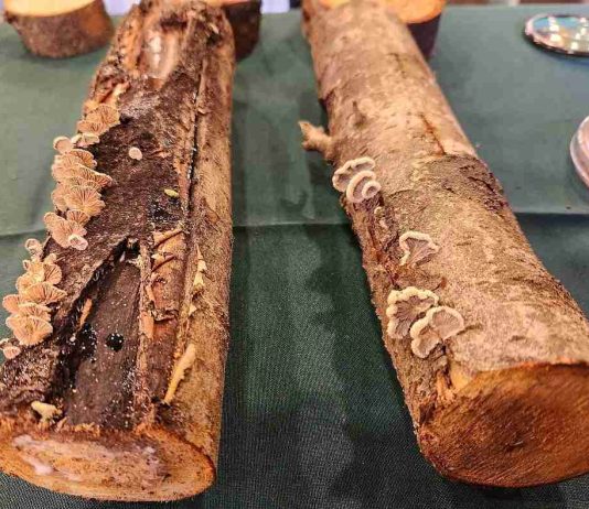 Investigadores de INIA desarrollan inoculante biológico para enfrentar hongos de la madera en árboles frutales Investigadores de INIA desarrollan inoculante biológico para enfrentar hongos de la madera en árboles frutales