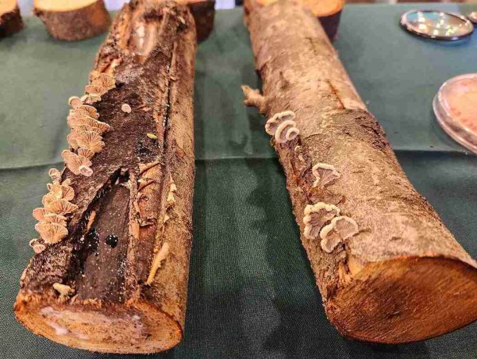 Investigadores de INIA desarrollan inoculante biológico para enfrentar hongos de la madera en árboles frutales Investigadores de INIA desarrollan inoculante biológico para enfrentar hongos de la madera en árboles frutales