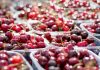 La investigación española, al poder: científicos de Elche mejoran el sabor y la producción de las cerezas añadiendo una sustancia natural al cultivo La investigación española, al poder: científicos de Elche mejoran el sabor y la producción de las cerezas añadiendo una sustancia natural al cultivo