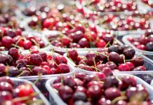 La investigación española, al poder: científicos de Elche mejoran el sabor y la producción de las cerezas añadiendo una sustancia natural al cultivo La investigación española, al poder: científicos de Elche mejoran el sabor y la producción de las cerezas añadiendo una sustancia natural al cultivo