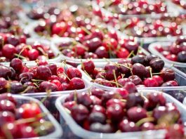 La investigación española, al poder: científicos de Elche mejoran el sabor y la producción de las cerezas añadiendo una sustancia natural al cultivo La investigación española, al poder: científicos de Elche mejoran el sabor y la producción de las cerezas añadiendo una sustancia natural al cultivo