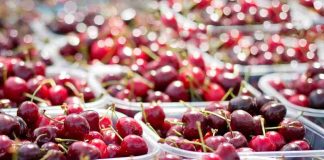 La investigación española, al poder: científicos de Elche mejoran el sabor y la producción de las cerezas añadiendo una sustancia natural al cultivo La investigación española, al poder: científicos de Elche mejoran el sabor y la producción de las cerezas añadiendo una sustancia natural al cultivo