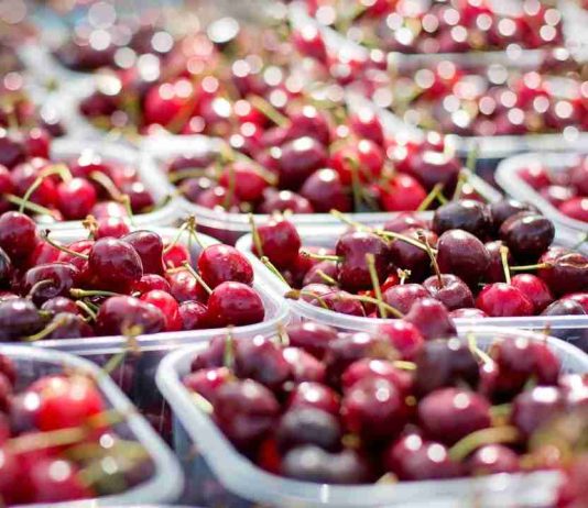 La investigación española, al poder: científicos de Elche mejoran el sabor y la producción de las cerezas añadiendo una sustancia natural al cultivo La investigación española, al poder: científicos de Elche mejoran el sabor y la producción de las cerezas añadiendo una sustancia natural al cultivo