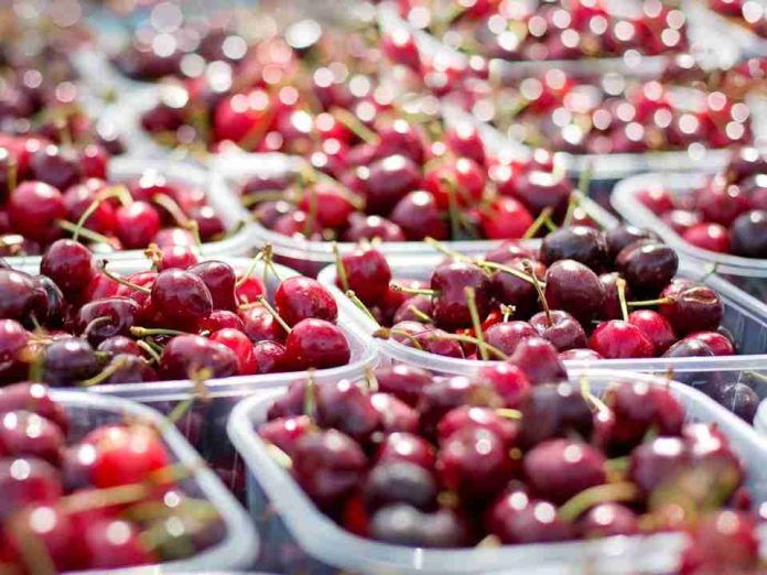 La investigación española, al poder científicos de Elche mejoran el sabor y la producción de las cerezas añadiendo una sustancia natural al cultivo La investigación española, al poder: científicos de Elche mejoran el sabor y la producción de las cerezas añadiendo una sustancia natural al cultivo
