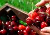 Las cerezas chilenas apuntan a conquistar más espacio en los supermercados de EE.UU. Las cerezas chilenas apuntan a conquistar más espacio en los supermercados de EE.UU.