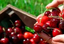 Las cerezas chilenas apuntan a conquistar más espacio en los supermercados de EE.UU. Las cerezas chilenas apuntan a conquistar más espacio en los supermercados de EE.UU.