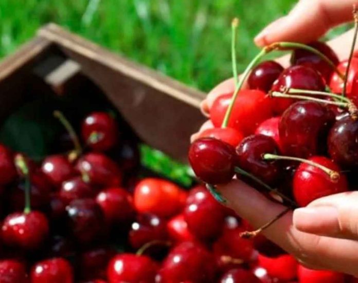 Las cerezas chilenas apuntan a conquistar más espacio en los supermercados de EE.UU.