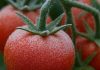 Las heladas impulsan una nueva generación de cultivos adaptados a las bajas temperaturas