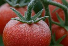 Las heladas impulsan una nueva generación de cultivos adaptados a las bajas temperaturas