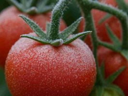 Las heladas impulsan una nueva generación de cultivos adaptados a las bajas temperaturas Las heladas impulsan una nueva generación de cultivos adaptados a las bajas temperaturas