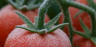 Noticia: Las heladas impulsan una nueva generación de cultivos adaptados a las...