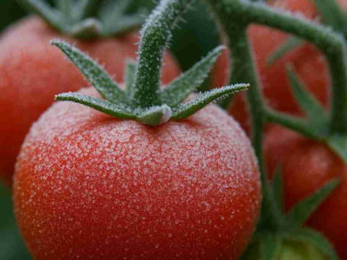 Las heladas impulsan una nueva generación de cultivos adaptados a las bajas temperaturas Las heladas impulsan una nueva generación de cultivos adaptados a las bajas temperaturas