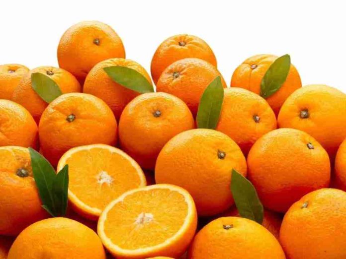 Marruecos cuadruplica sus exportaciones de naranja a Alemania Marruecos cuadruplica sus exportaciones de naranja a Alemania