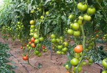 Marruecos gana terreno al desierto: más de 1.000 hectáreas agrícolas en Dajla Marruecos gana terreno al desierto: más de 1.000 hectáreas agrícolas en Dajla