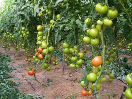 Marruecos gana terreno al desierto: más de 1.000 hectáreas agrícolas en Dajla Marruecos gana terreno al desierto: más de 1.000 hectáreas agrícolas en Dajla