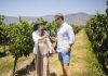 Marselan: La cepa francesa que desafía al cambio climático y abre una nueva era para el vino chileno Marselan: La cepa francesa que desafía al cambio climático y abre una nueva era para el vino chileno