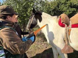 Más de 5.500 équidos han sido identificados con microchip en operativos realizados por SAG Biobío Más de 5.500 équidos han sido identificados con microchip en operativos realizados por SAG Biobío