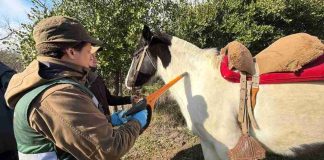 Más de 5.500 équidos han sido identificados con microchip en operativos realizados por SAG Biobío Más de 5.500 équidos han sido identificados con microchip en operativos realizados por SAG Biobío