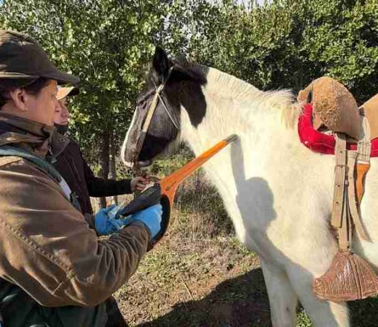 Más de 5.500 équidos han sido identificados con microchip en operativos realizados por SAG Biobío Más de 5.500 équidos han sido identificados con microchip en operativos realizados por SAG Biobío