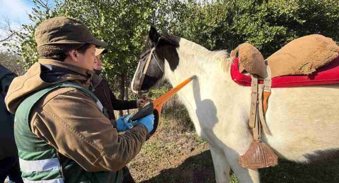 Más de 5.500 équidos han sido identificados con microchip en operativos realizados por SAG Biobío Más de 5.500 équidos han sido identificados con microchip en operativos realizados por SAG Biobío