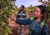 Ministerio de Agricultura renovó seguro colectivo para mosca de la fruta Ministerio de Agricultura renovó seguro colectivo para mosca de la fruta