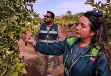 Ministerio de Agricultura renovó seguro colectivo para mosca de la fruta Ministerio de Agricultura renovó seguro colectivo para mosca de la fruta