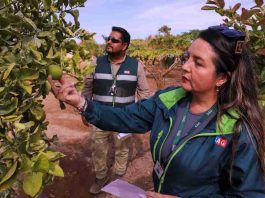 Ministerio de Agricultura renovó seguro colectivo para mosca de la fruta Ministerio de Agricultura renovó seguro colectivo para mosca de la fruta