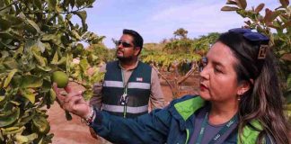 Ministerio de Agricultura renovó seguro colectivo para mosca de la fruta Ministerio de Agricultura renovó seguro colectivo para mosca de la fruta