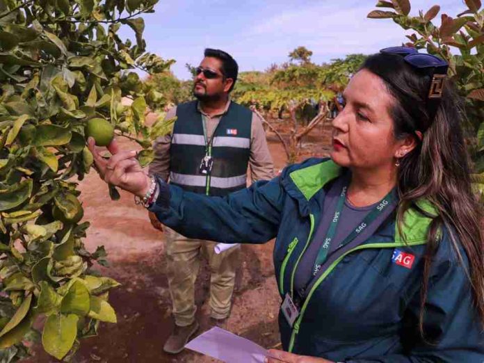 Ministerio de Agricultura renovó seguro colectivo para mosca de la fruta Ministerio de Agricultura renovó seguro colectivo para mosca de la fruta